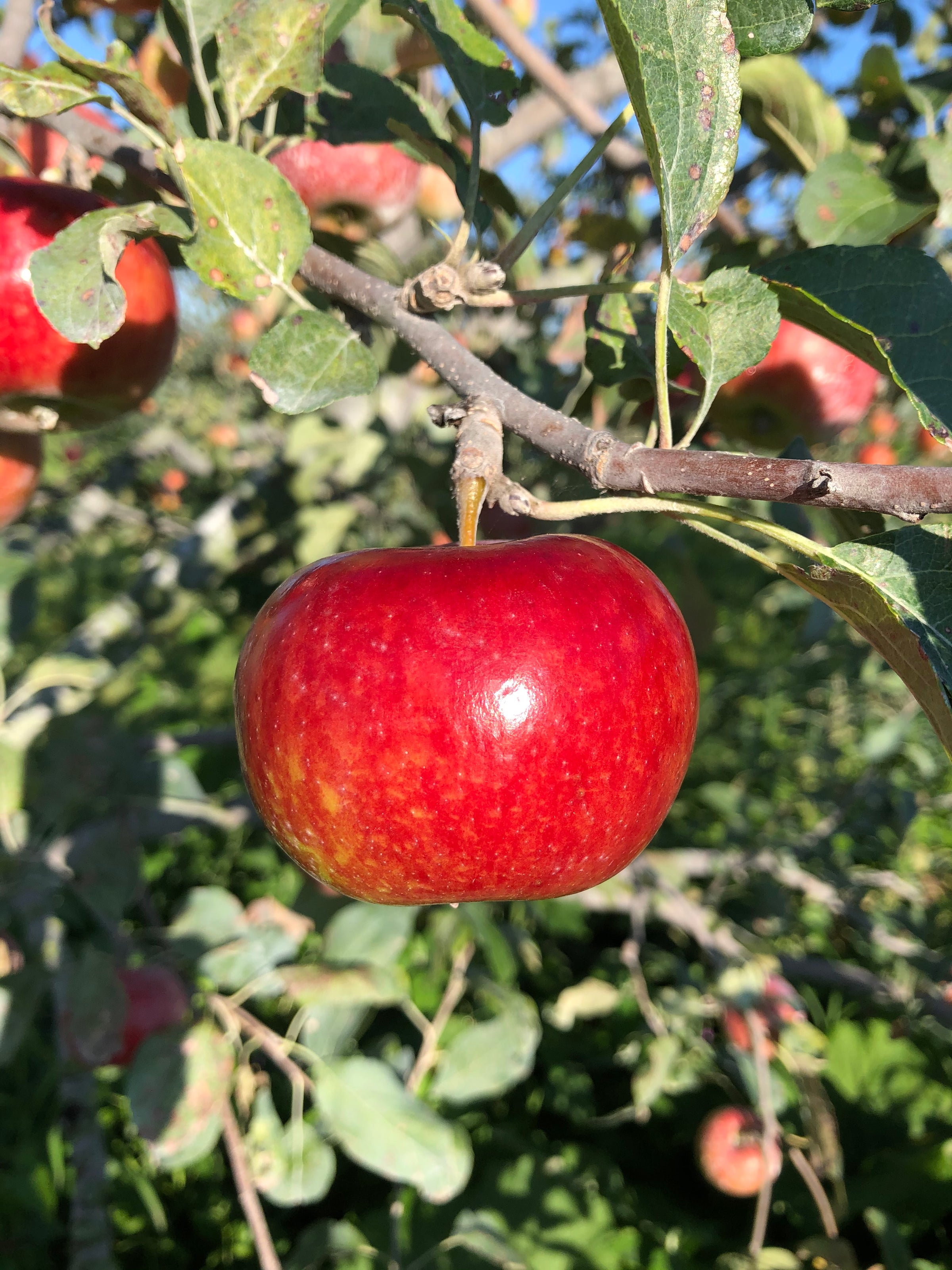 Apple Varieties | Twin Oaks Orchard