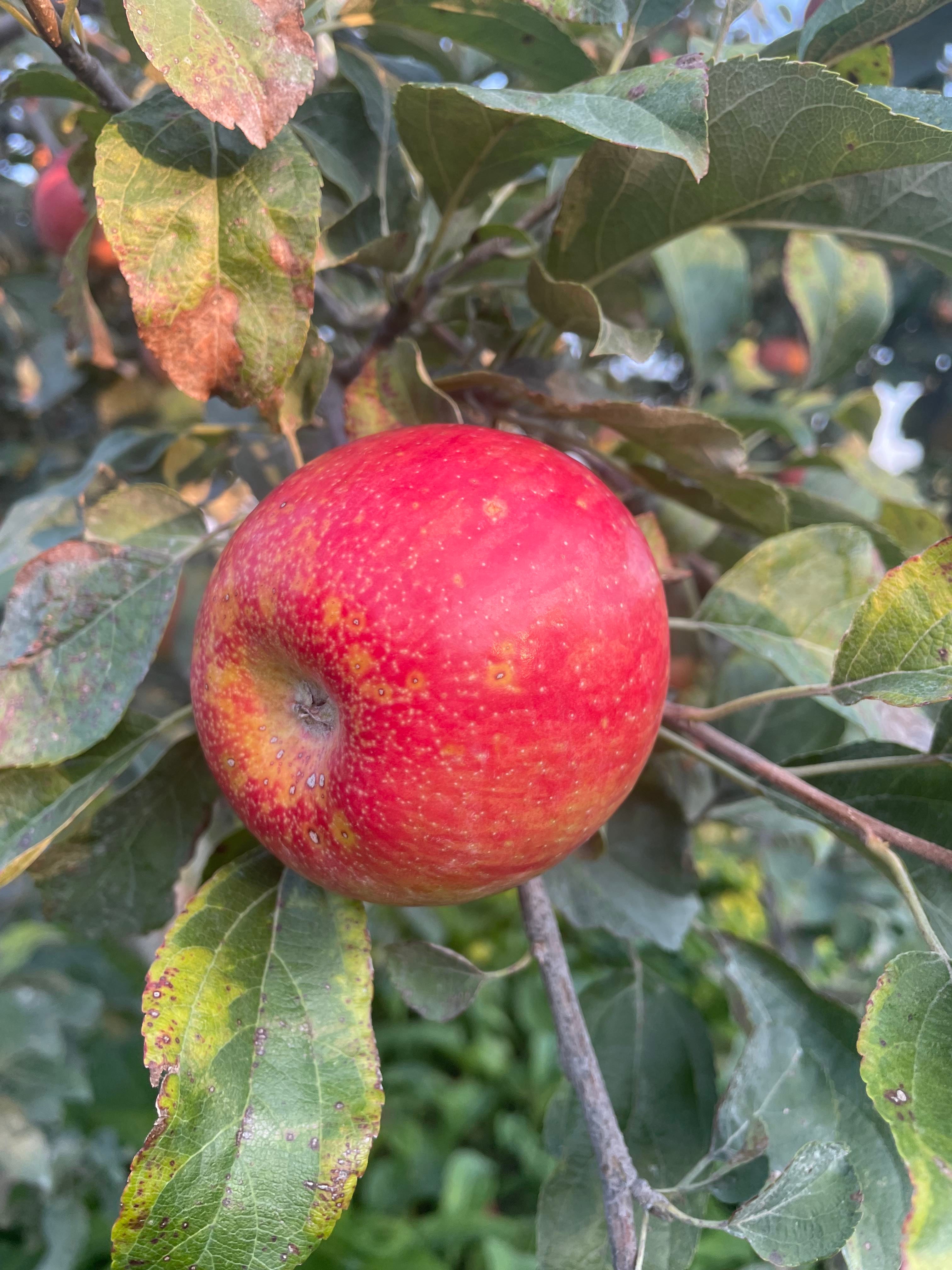 Apple Varieties | Twin Oaks Orchard